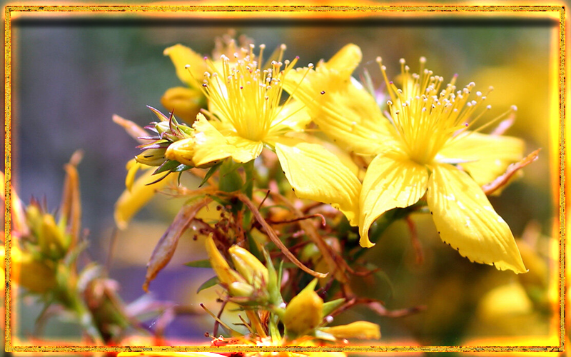 красивый цветок, целебная трава, зверобой в магии