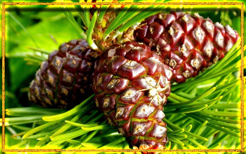 сосновые шишки, сосна, магические свойства сосны