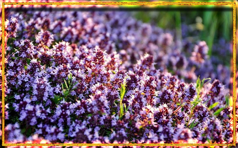 красивый фиолетовый цветок, чабрец, чабрец в магии