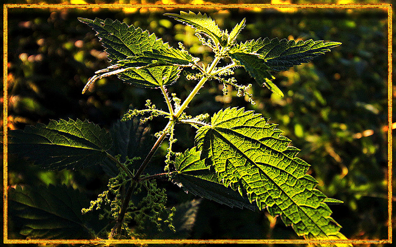 крапива, целебные свойства, лекарственное растение