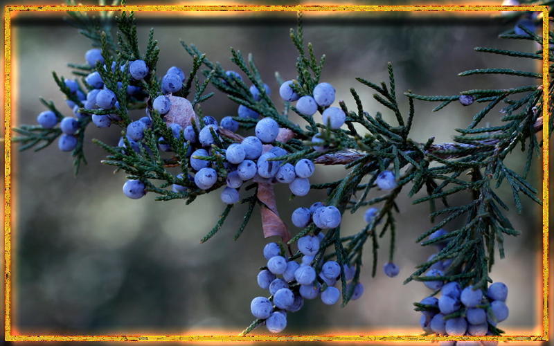 Можжевельник, магические свойства можжевельника