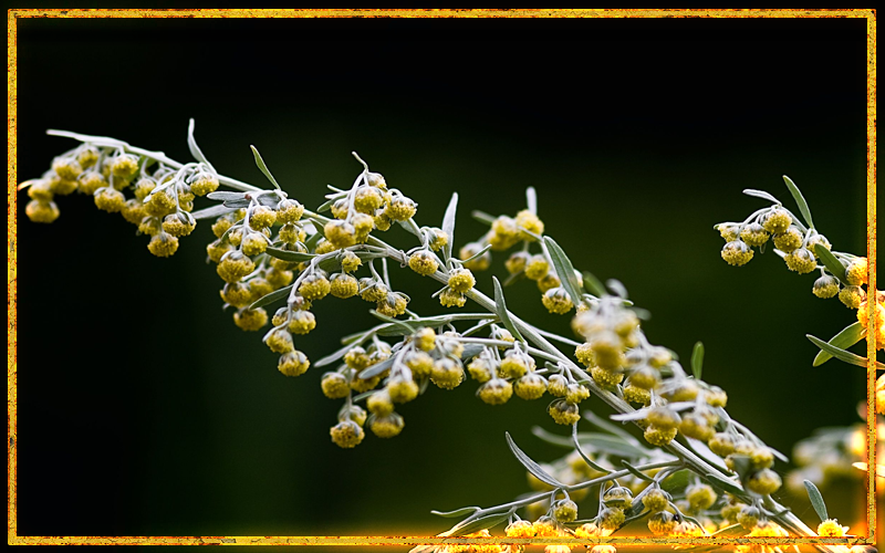 цветок полынь, горькая трава, полынь для очищения, магические свойства полыни