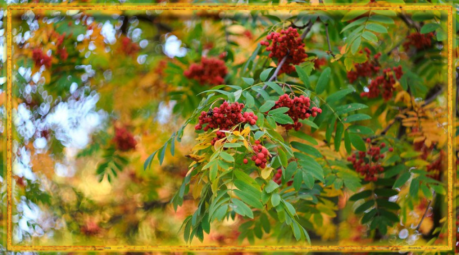 рябина, рябиновые обряды 