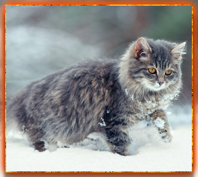 магия-примет-котик
