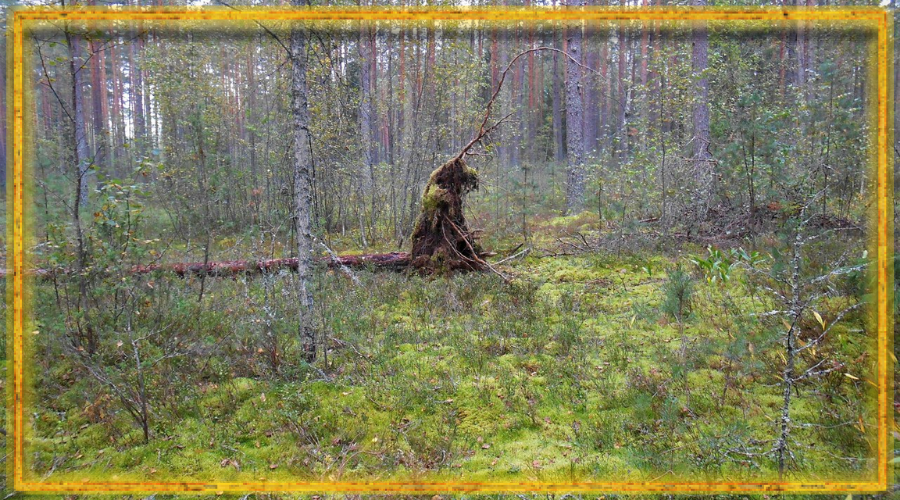 леший, лес, лесовик, как задобрить лешего